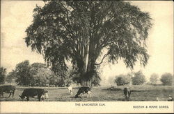 The Lancaster Elm Massachusetts Postcard Postcard