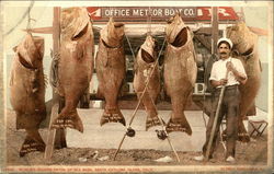 World's record catch of sea bass Postcard
