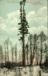 Twin Pine Tree (300 Years old 1907) Postcard