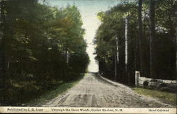 Through the Dane Woods Postcard