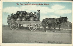 We are growing onions like these Exaggeration Postcard Postcard