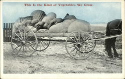 This is the Kind of Vegetables We Grow Exaggeration Postcard Postcard