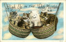 High up in the White Mountains, N.H Cats Postcard Postcard