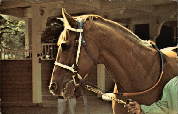 Aqueduct - Belmont Park - Saratoga Horses