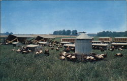 Taylored Turkey Farm Gambrills, MD Postcard Postcard