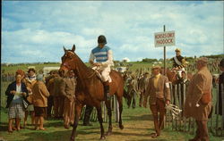 Horses Only Paddock Horse Racing Postcard Postcard