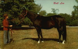 Bull Lea Horses Postcard Postcard