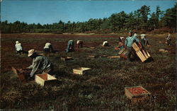 Craberry Picking Time Postcard