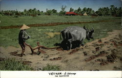 The Ploushing Vietnam Southeast Asia Postcard Postcard