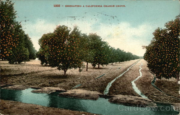 Irrigating a California Orange Grove