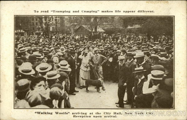 Walking Woolfs Arriving at the City Hall, New York City, Reception Upon Arrival