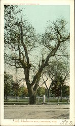 Springtime View of Washington Elm in Cambridge Postcard