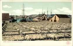 Drying Fish Gloucester, MA Postcard Postcard