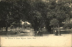 The Willows at Salem Willows Postcard