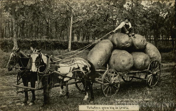 Potatoes Grow Big in Iowa Exaggeration