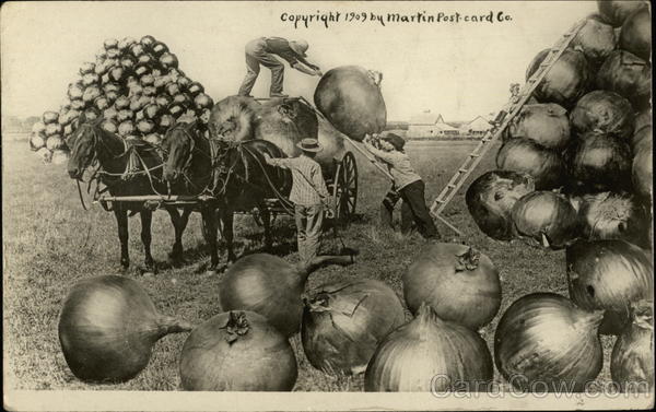 Loading Really Large Onions on Wagon Farming