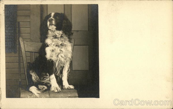 Black and White dog sitting on chair Dogs