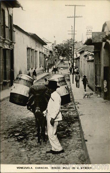 Bread Mule in Street Caracas Venezuela South America