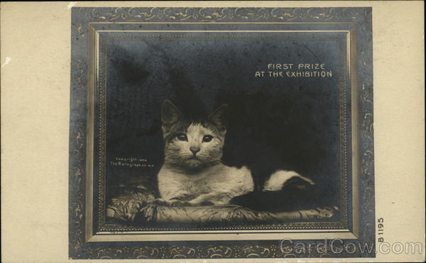 First Prize at the Exhibition Cats