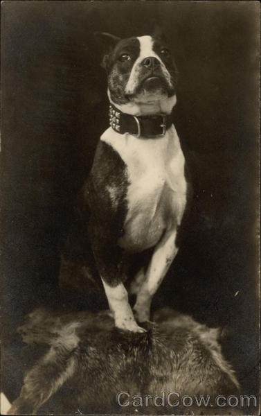 Portrait of Boston Terrier with Studded Collar Dogs