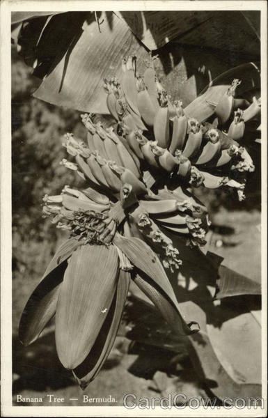 Banana Tree Bermuda
