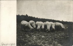 Flock Of Sheep Grazing On A Hillside Shell Lake, WI Postcard Postcard