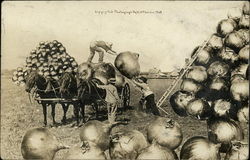 Loading Cart with Huge Onions Postcard