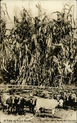 A Field of Prize Corn A Field of Prize Corn