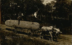 Horses Pulling Huge Harvested Corn Cob Exaggeration Postcard Postcard