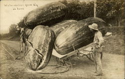 Watermelons Grow Big in Iowa Postcard