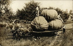 Huge Pumpkins on Wagon Exaggeration Postcard Postcard