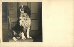Black and White dog sitting on chair Black and White dog sitting on chair