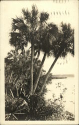 View of Beach and Palm Trees Postcard