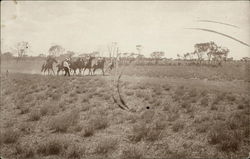 Racing Horses - Portland Downs Sheep Station, Queensland Ilfracombe, Australia Postcard Postcard