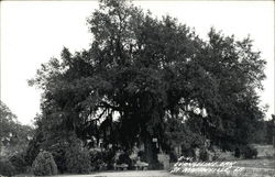 Evangeline Oak Postcard