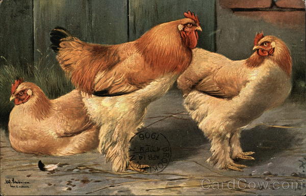 Three Roosters Birds