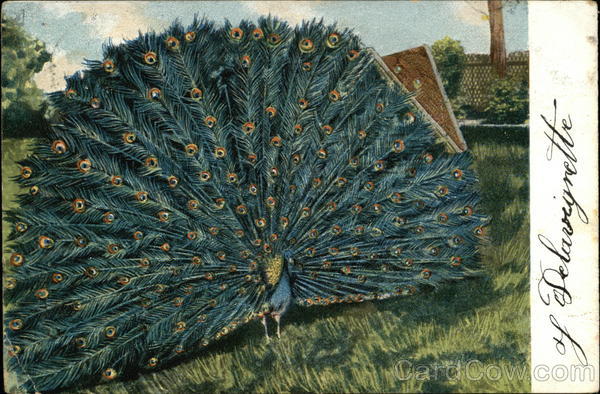 Peacock with Open Plumage Birds