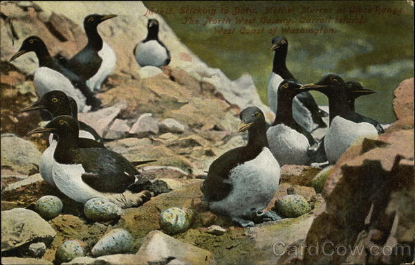 Colony of Murres Birds