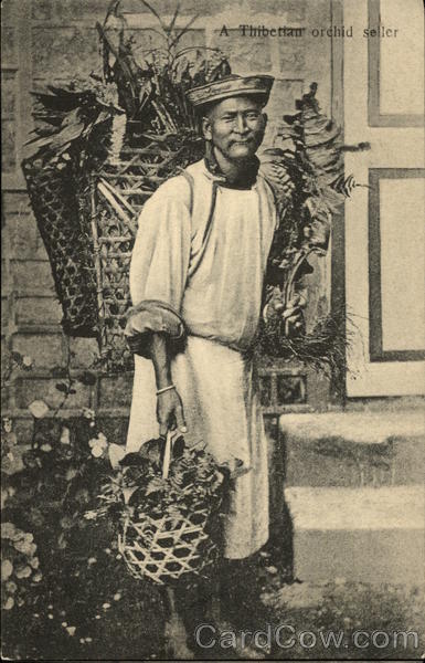 A Thibetian Orchid Seller Tibet China