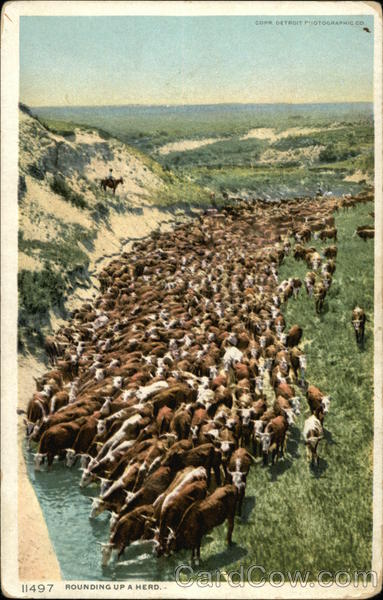 Round up a herd Cows & Cattle