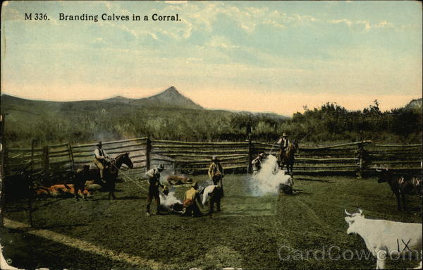 Branding Calves in a Corral Cowboy Western