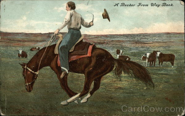 A Bucker from way back Horses