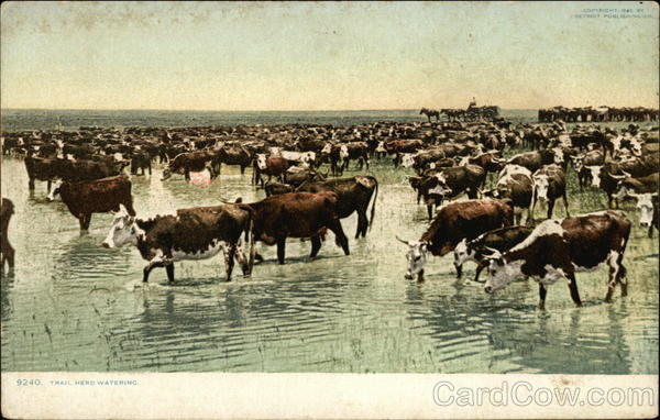 Trail Herd Watering - Cattle Drive Cowboy Western