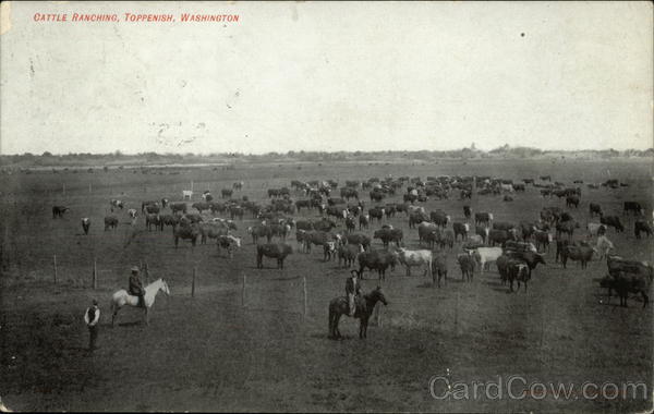 Cattle Ranching, Toppenish, Washington Cows & Cattle