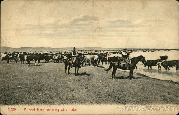 A beef herd watering at a lake Cows & Cattle