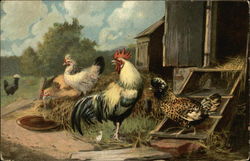 Flock of Chickens and Roosters Flock of Chickens and Roosters