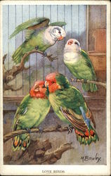 Love birds Postcard