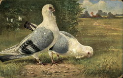 Two Gray and White Pigeons in a Meadow Birds Postcard Postcard