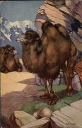 Camel Camels Postcard Postcard