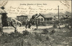 Breaking Bronchos at Salmon, Idaho Postcard